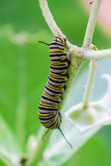 A monarch butterfly caterpillar with yellow black and white stripes eating a white crownflower plant with a blurred light green background.
