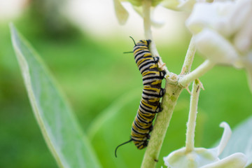 A monarch butterfly caterpillar with yellow black and white stripes eating a white crownflower plant with a blurred light green background.