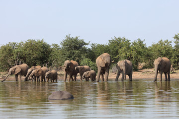 Fototapeta premium Afrikanischer Elefant / African elephant / Loxodonta africana