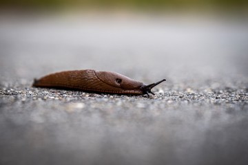 snail on a leaf