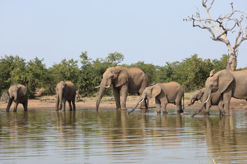 Afrikanischer Elefant / African elephant / Loxodonta africana