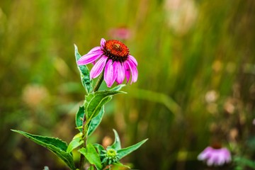 bee on flower