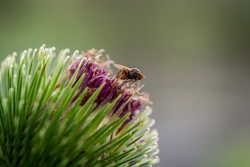 pine tree branch with cones
