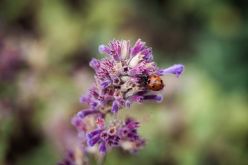 bee on flower