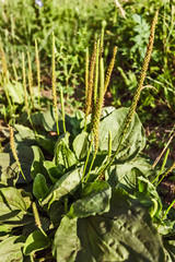 plant in the garden - plantain
