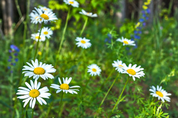 Fototapeta premium daisies in the forest
