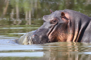 Flußpferd / Hippopotamus / Hippopotamus amphibius