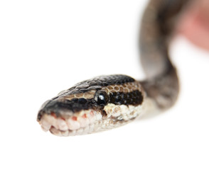 Close up Royal Python, or Ball Python (Python regius) looking at camera. Isolated on white background