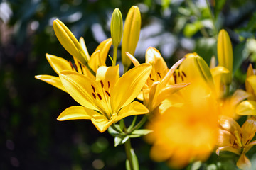 Lilies.  Yellow Lily flowers in the garden. Summer background.