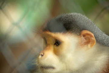 emotional loneliness monkey cage Close up