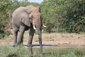 Afrikanischer Elefant / African elephant / Loxodonta africana