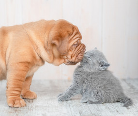 Close up mastiff puppy kissing kitten on the floor at home