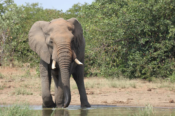 Afrikanischer Elefant / African elephant / Loxodonta africana