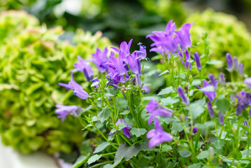bell flowers grown in a pot