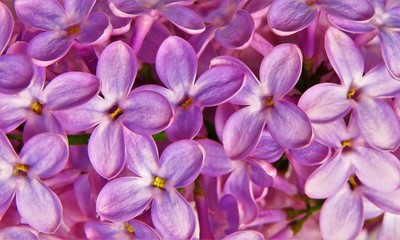 a close up with a purple lilac flower -Syringa vulgaris