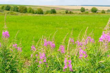 herb kiprey (epilobium) in a beautiful meadow