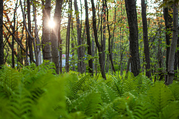 pure nature at his best golden hour 