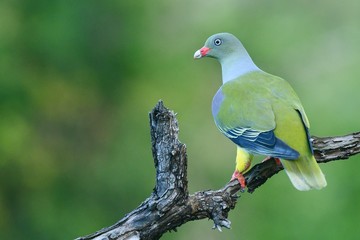 African green pigeon