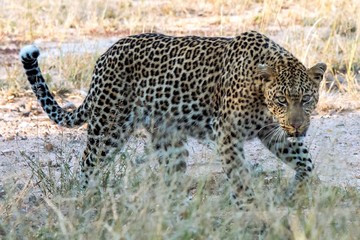 Stalking Leopard approaching