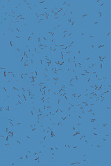 Flock of White Storks in flight