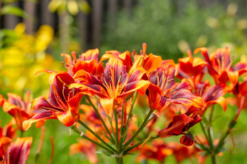 bright orange garden lilies close up