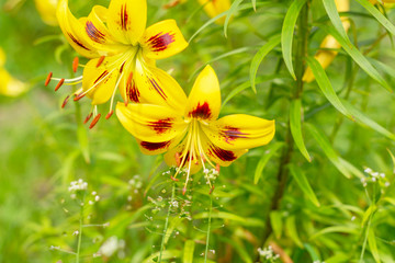 bright yellow garden lilies close up