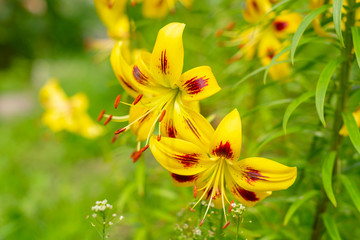 bright yellow garden lilies close up