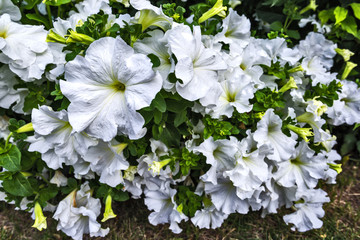 flowers in the garden