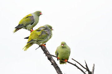 African green pigeon