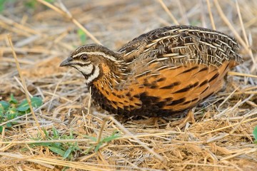Harlequin Quil