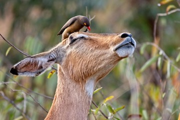 Impala with Red-billed oxpecker