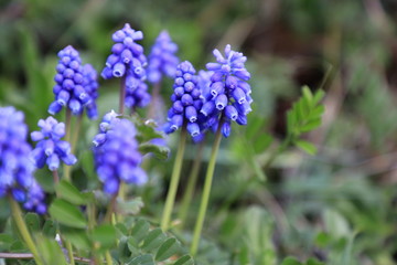 Obraz premium Muscari