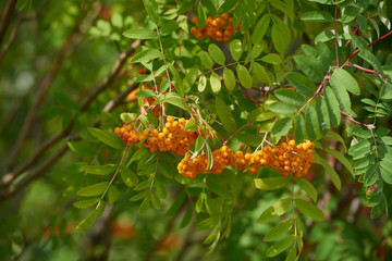 Rowan on a branch. Red rowan. Rowan berries on rowan tree. Sorbus aucuparia.