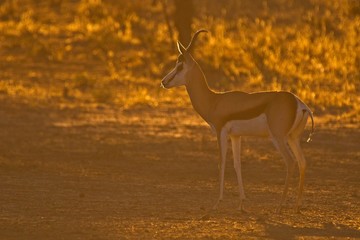 Springbuck