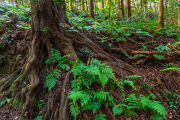 big tree roots and fern in rainforest