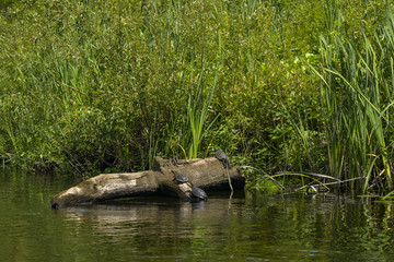 turtles in pond
