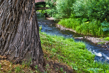 huge tree trunk near the mountain river