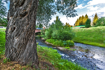 huge tree trunk near the mountain river