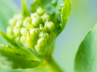 buds of a hydrangea flower getting ready to bloom in spring