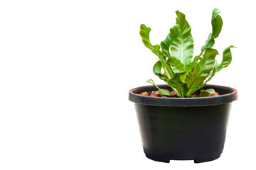 Bird’s nest fern is growing in black plastic pot isolated on white background.