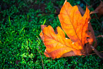 Dry bright golden maple leaf on a green grass closeup, negative space