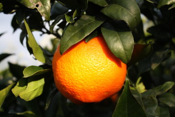 fresh oranges on the tree