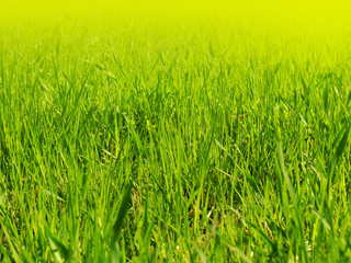 A young green grass on a in the park
