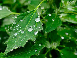 Water drops on a green leaves