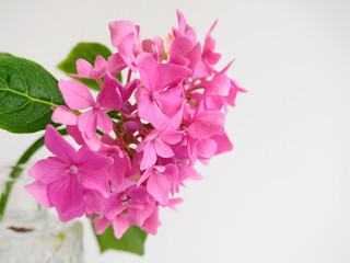 Hydrangea pink colored flowerhead
