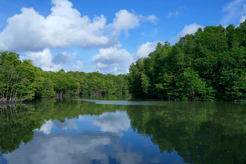 The river in the middle of the mangrove forest with blue sky and beautiful clouds at Riau islands Indonesia                               
