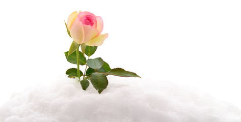 Pink rose on snow.
