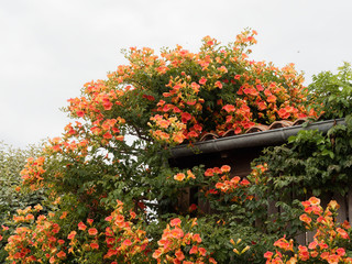 Chinese trumpet creeper (Campsis grandiflora)