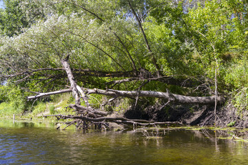 Fototapeta na wymiar tree in the river
