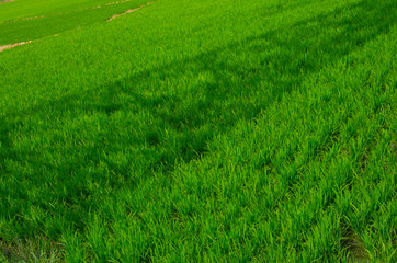 green rice field with the shadow of power line tower